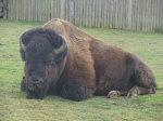 Bison-Bulle beim Dösen