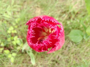 Einsame Tulpe mitten im Gelände - da hat wohl jemand seine Gartenabfälle abgeladen