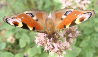Dieser Schmetterling hat wirklich wunderschöne Farben...