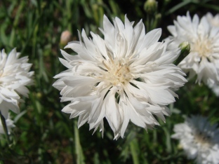 Weiße Kornblume