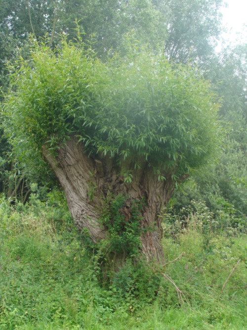 Baum im Schlosspark