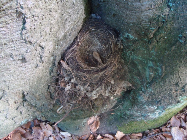 Ein Nest, nicht gerade an einer strategisch günstigen Stelle
