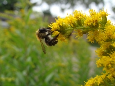 Diese Hummel oder Biene war ziemlich klein, nur einige Milimeter groß...
